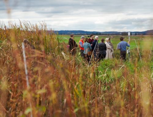 Donaumoos: Landschaft im Wandel – weiterer Resonanzraum für KLIMAbrauchtKULTUR